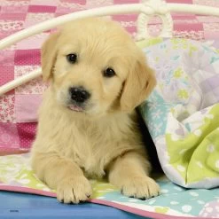 Ravensburger Puzzelset Schattige Hondjes - 3 X 49 Stukjes -Aanbiedingen Speelgoed Winkel 1983372 2dfc57f8