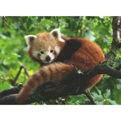 Ravensburger Puzzel Rode Panda - 500 Stukjes -Aanbiedingen Speelgoed Winkel 1995572 ce67ac6c